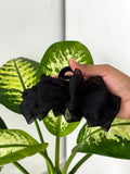 Sheer Big Bow Hair Claw