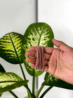 Classic Cord Hair Ties - Set Of 3 [long-lasting]