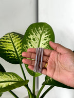 Classic Cord Hair Ties - Set Of 3 [long-lasting]