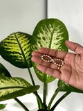 Pearl Infinity Hair Pin