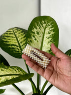 Pearl Cluster Hair Clip