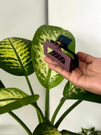 Dual-Tone Frame Claw Clip