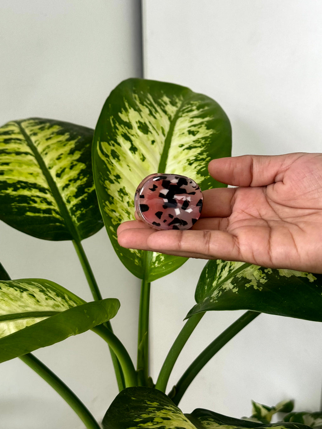 Premium Tortoise Shell Mini Claw Clips