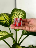 Premium Abstract Wave Square Claw Clips