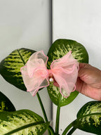 Sheer Pearl Charm Bow Clip