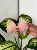Sheer Pearl Charm Bow Clip