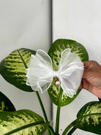 Sheer Pearl Charm Bow Clip