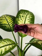 Satin Luxe Mini Bow Hair Claw