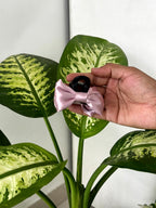 Satin Amora Mini Bow Claw