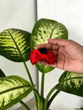 Satin Amora Mini Bow Claw